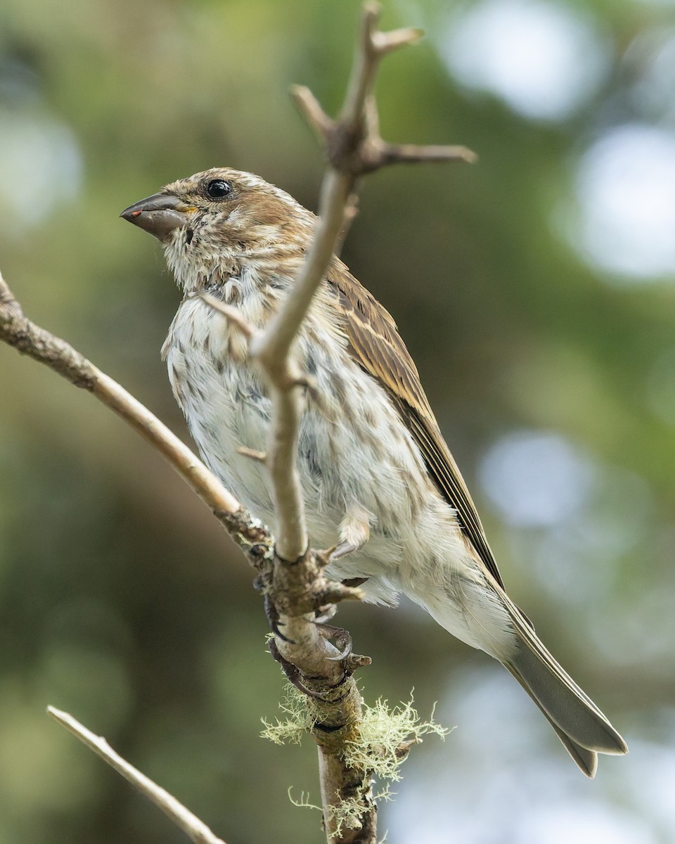 Purple Finch - ML642689255