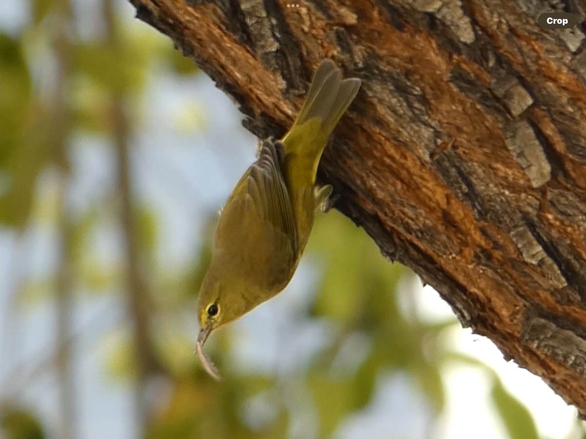 Orange-crowned Warbler - ML642689265