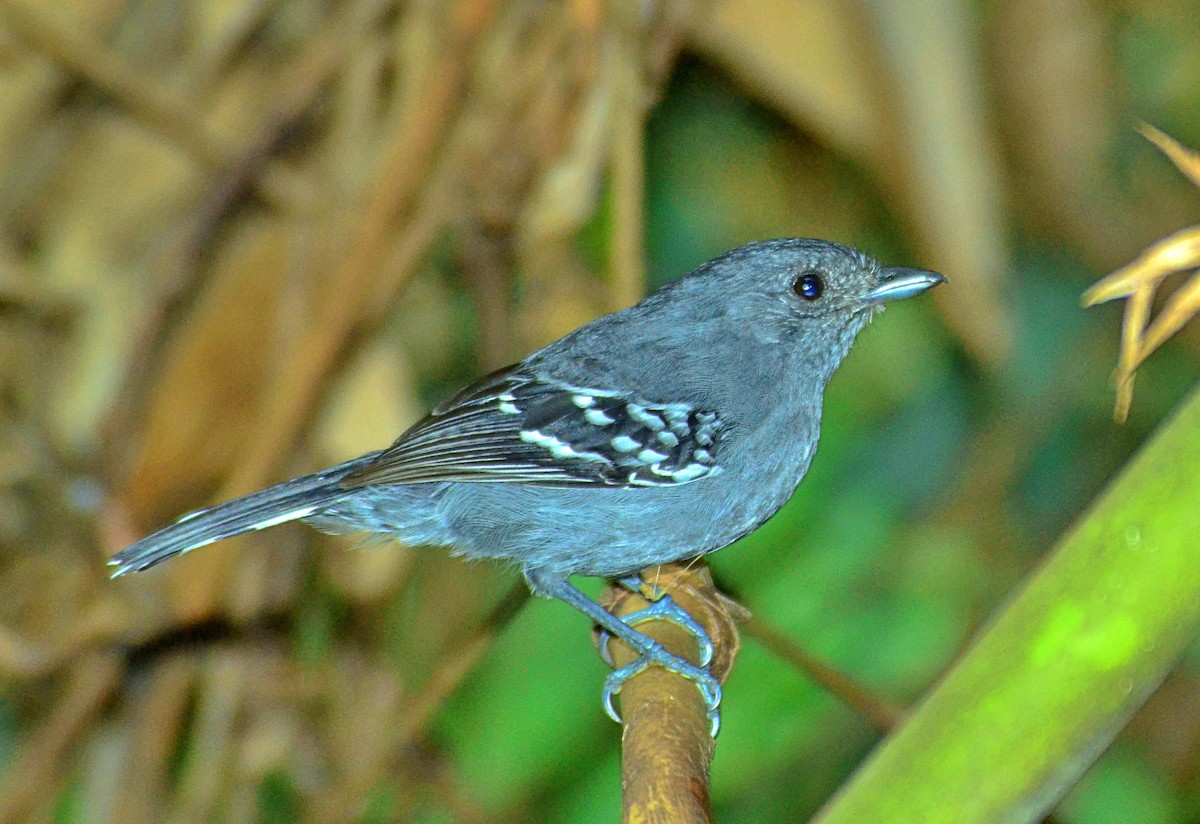 Variable Antshrike - ML642689266
