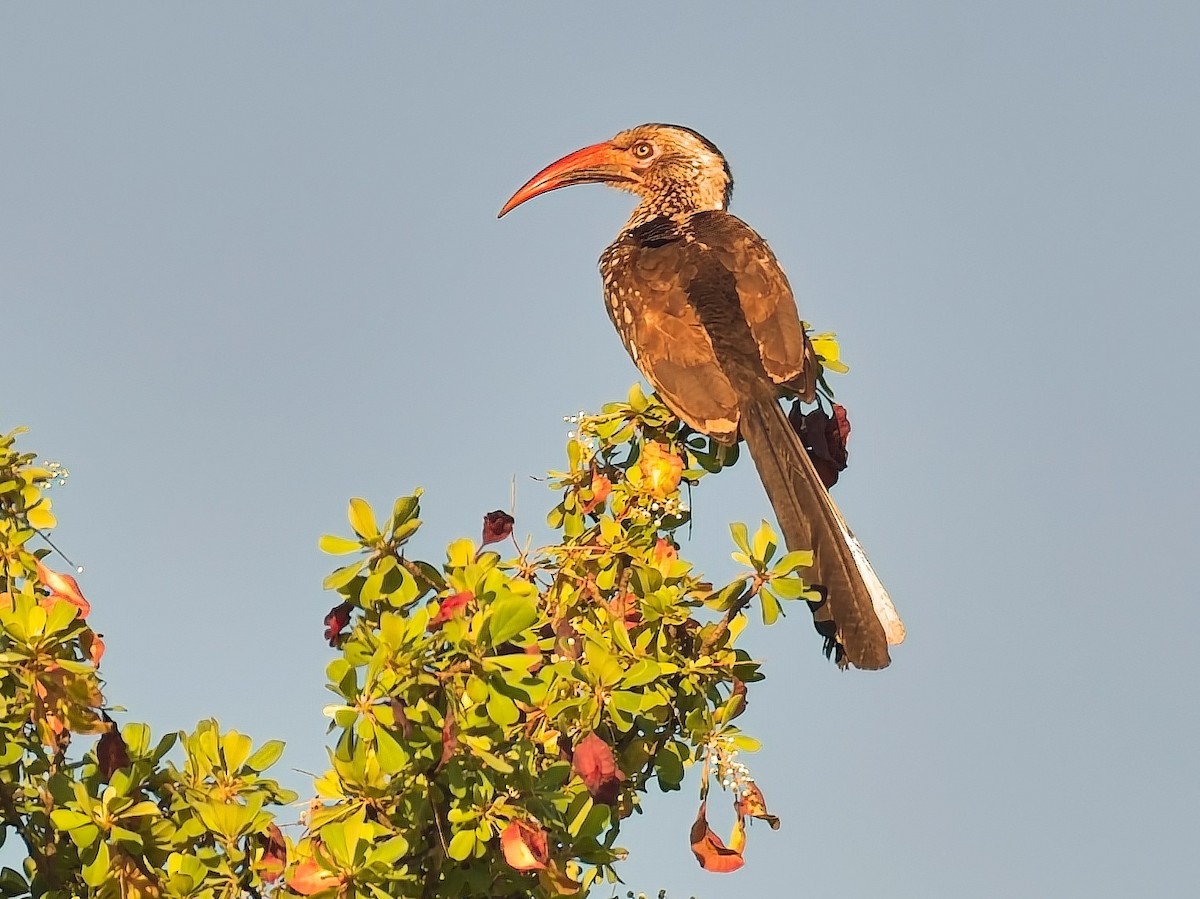 Southern Red-billed Hornbill - ML642689269