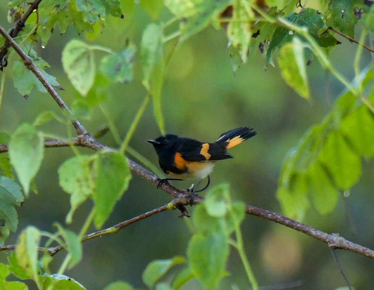 American Redstart - ML642689272