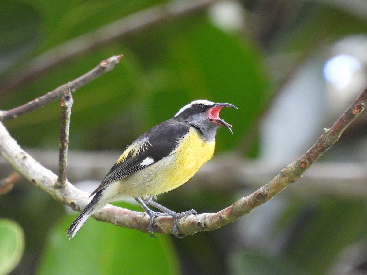 Zuckervogel [portoricensis-Gruppe] - ML642689274