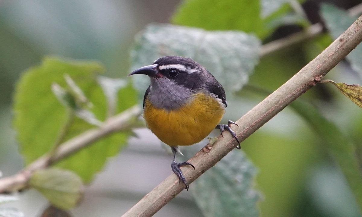 Zuckervogel - ML642689279