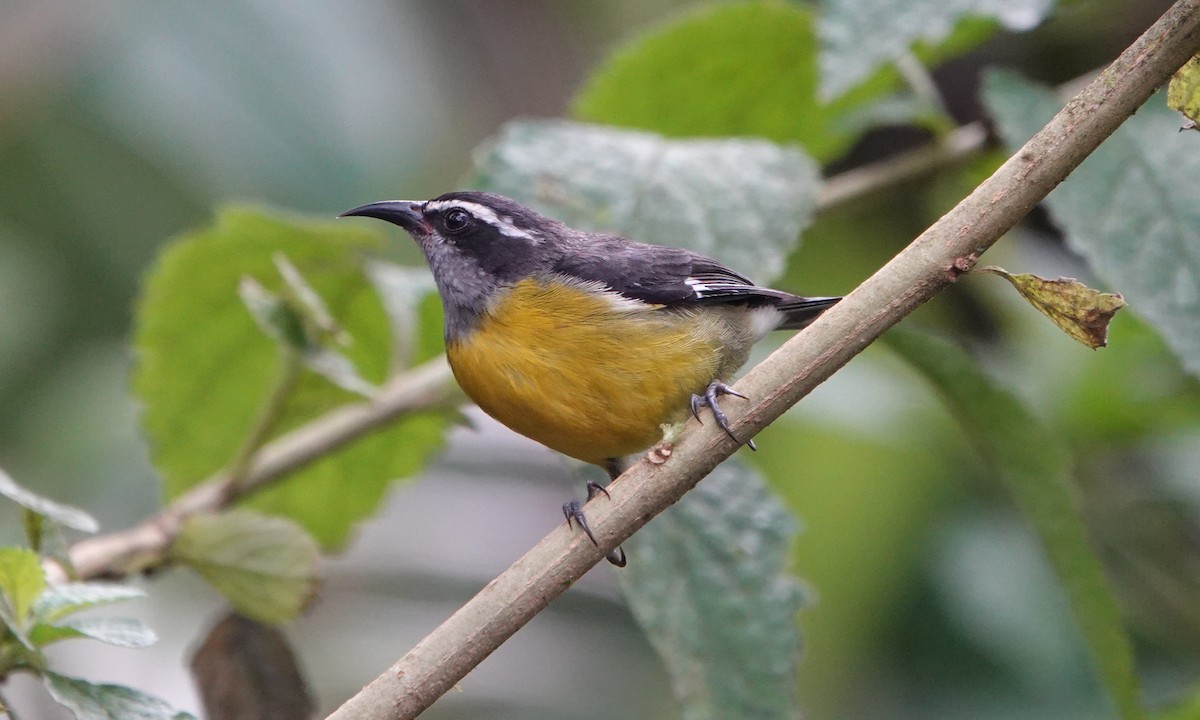 Zuckervogel - ML642689280