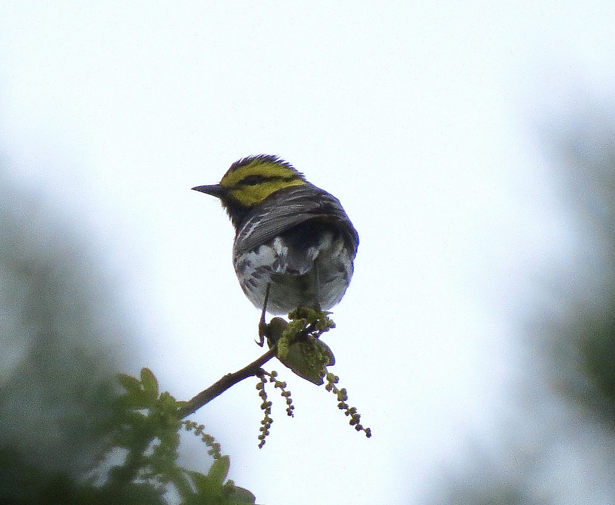 Goldwangen-Waldsänger - ML642689293
