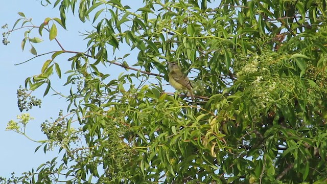 Braunaugenvireo (bellii/medius) - ML642689305