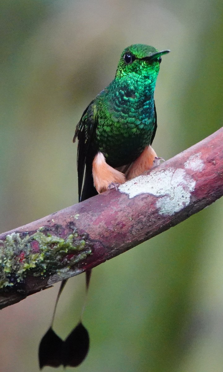 Peruvian Racket-tail - ML642689311