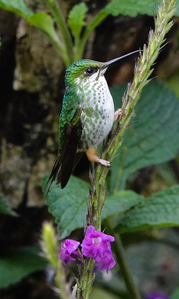 Peruvian Racket-tail - ML642689312
