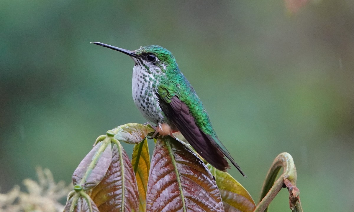 Peruvian Racket-tail - ML642689313