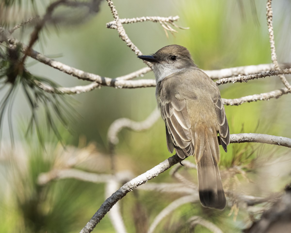 Ash-throated Flycatcher - ML642689315