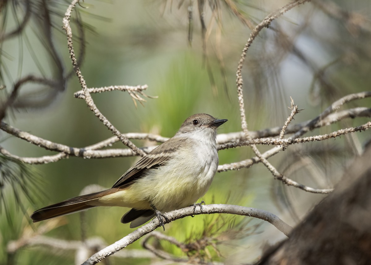 Ash-throated Flycatcher - ML642689316