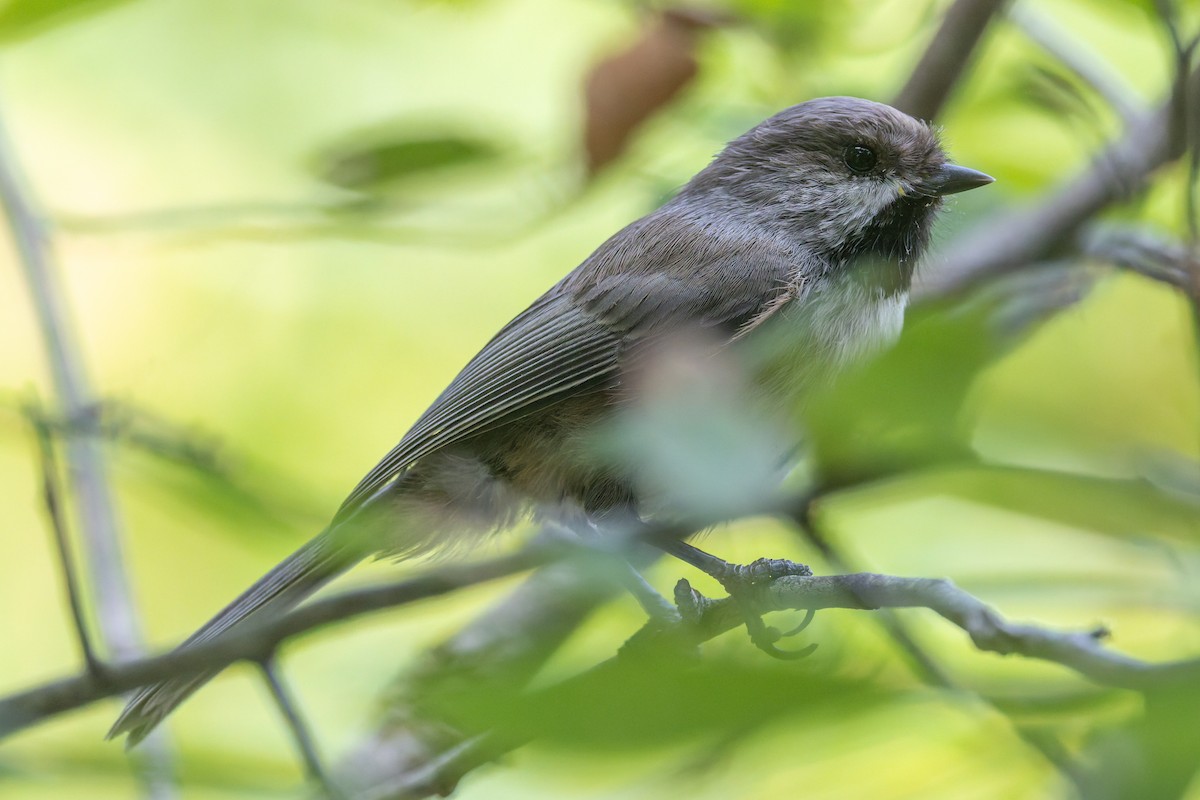 Boreal Chickadee - ML642689323