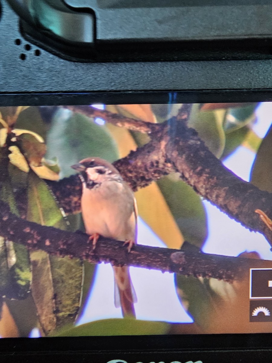 Moineau friquet - ML642689325