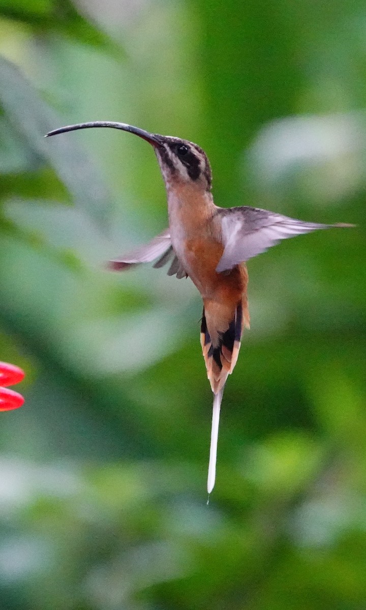 Tawny-bellied Hermit - ML642689326