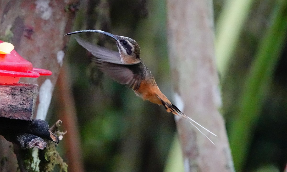 Tawny-bellied Hermit - ML642689327