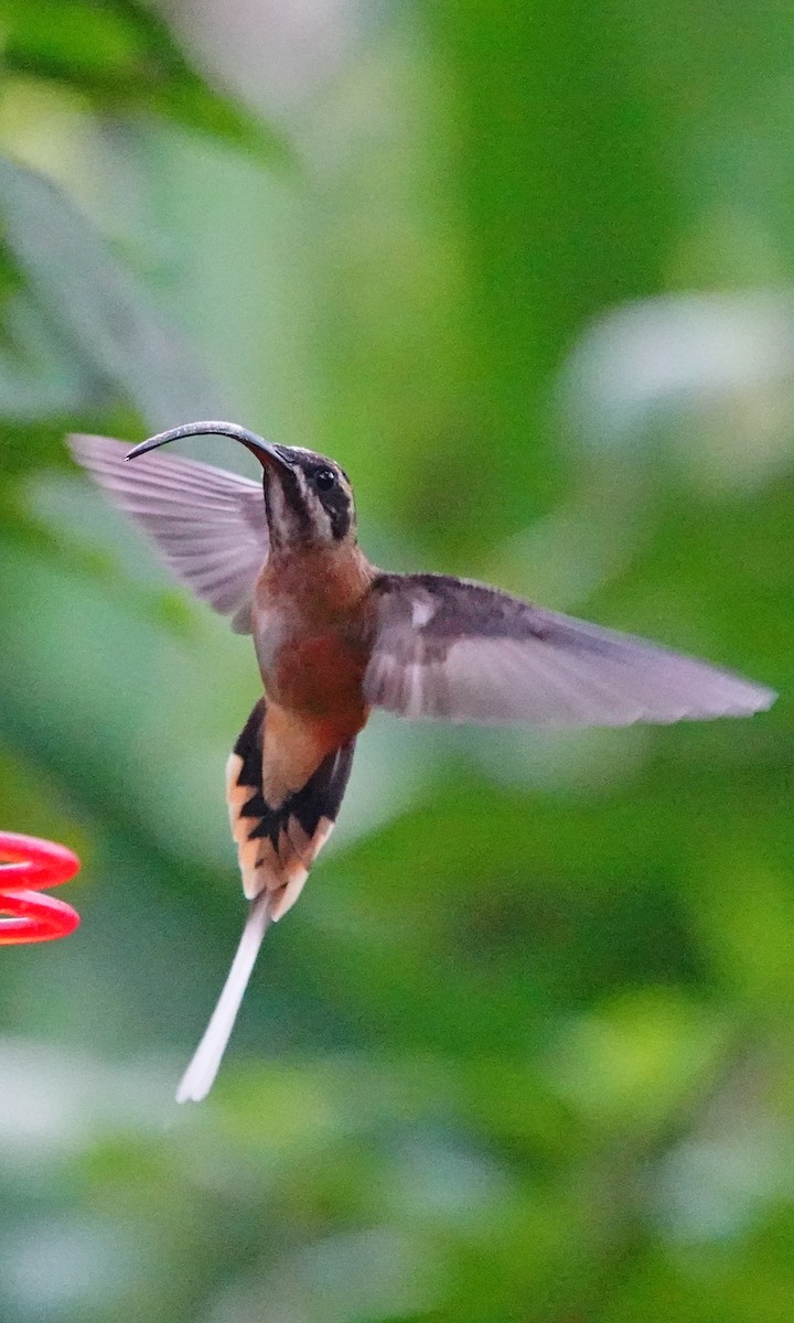 Tawny-bellied Hermit - ML642689328