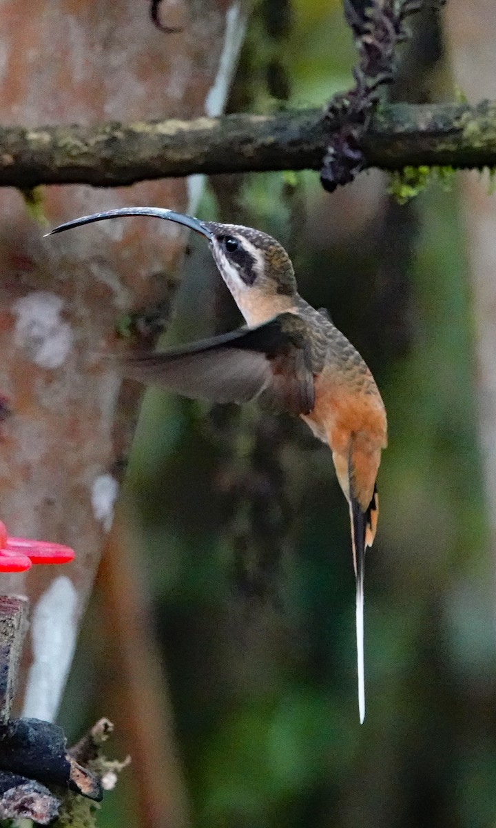 Tawny-bellied Hermit - ML642689329