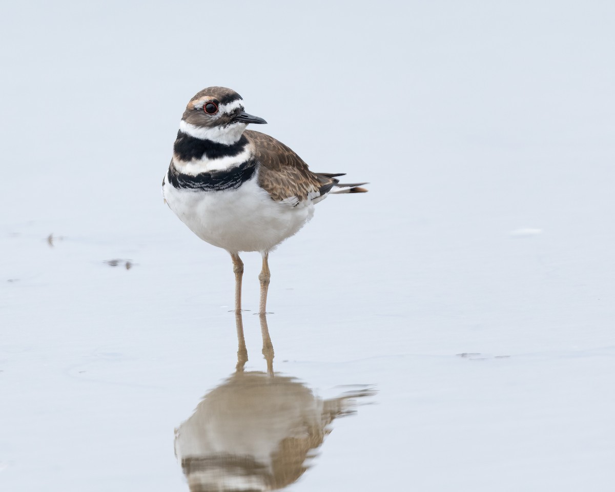 Killdeer - ML642689332