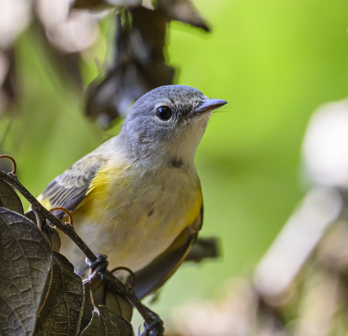 American Redstart - ML642689338