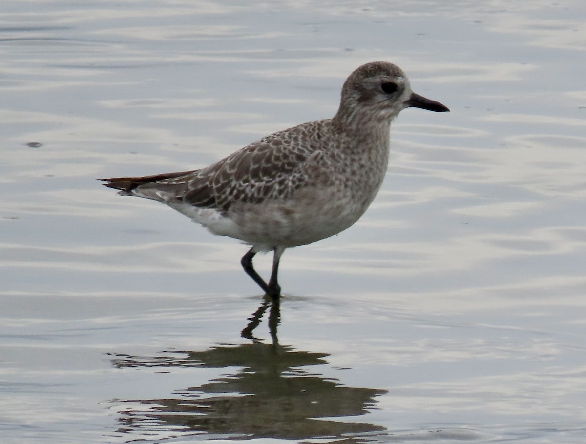 Black-bellied Plover - ML642689340