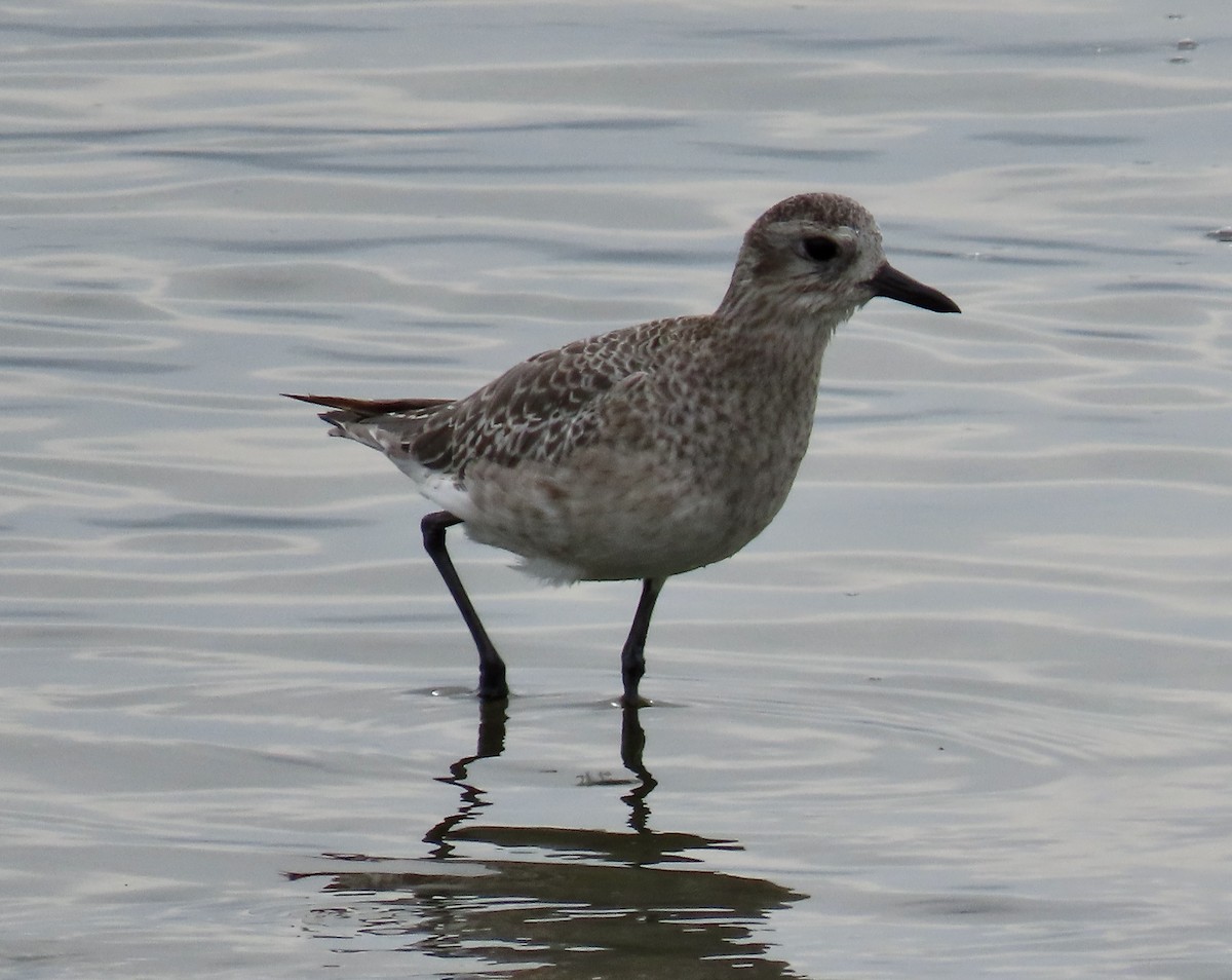 Black-bellied Plover - ML642689341