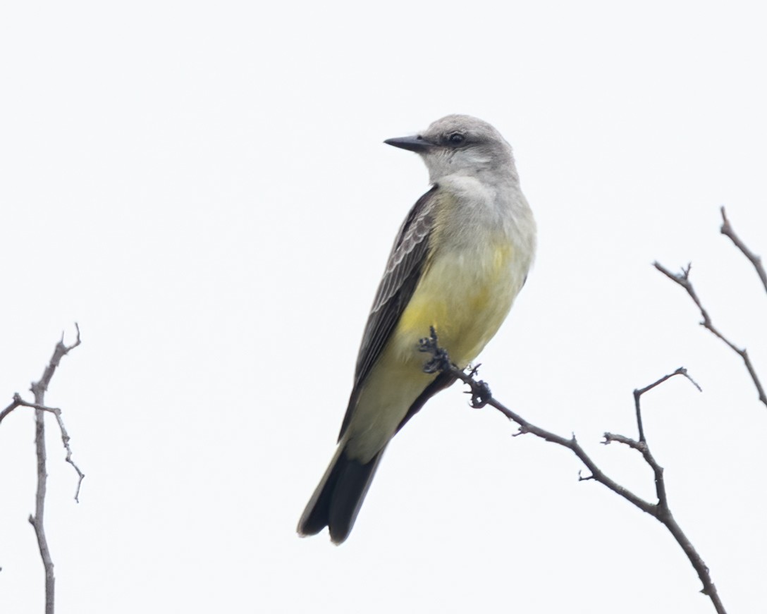 Western Kingbird - ML642689343