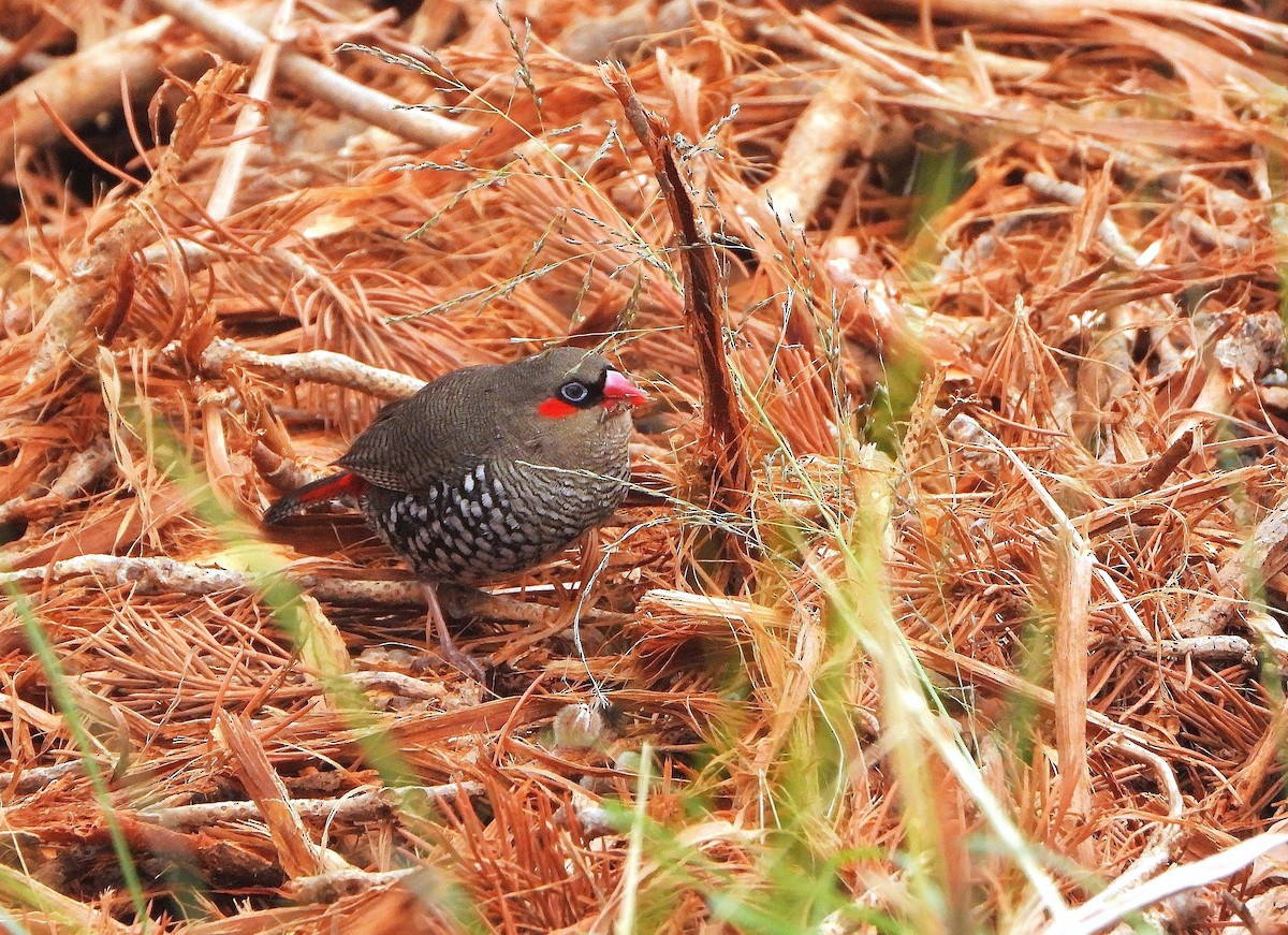 Red-eared Firetail - ML642689349