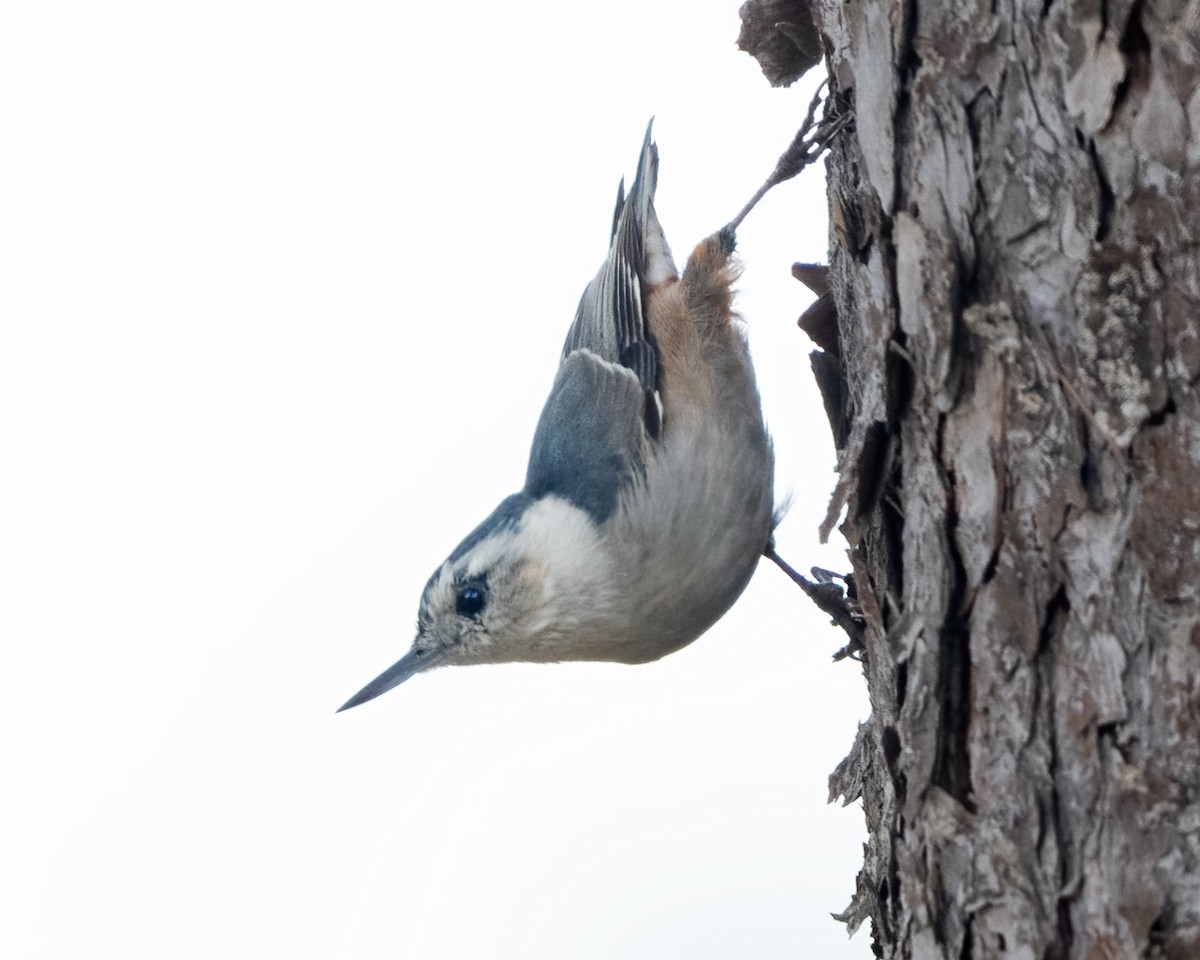 White-breasted Nuthatch - ML642689350