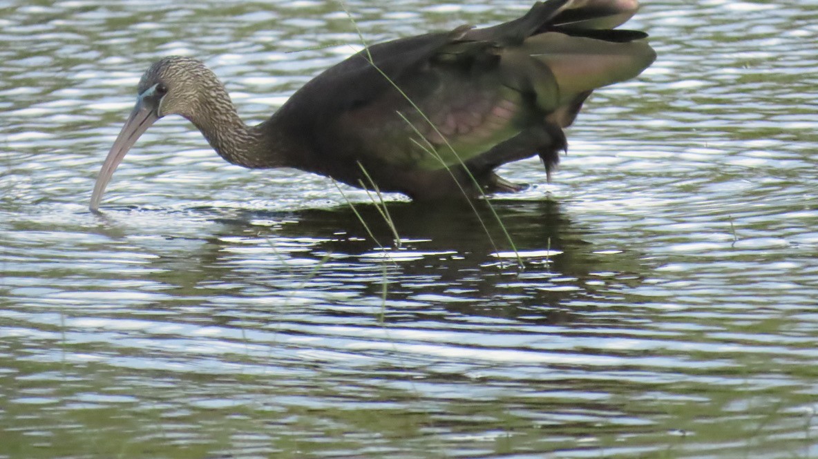 Ibis falcinelle - ML642689370