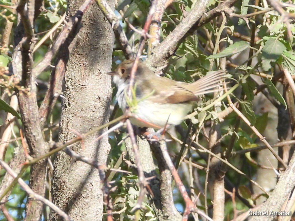 Tyranneau à calotte fauve - ML642689390