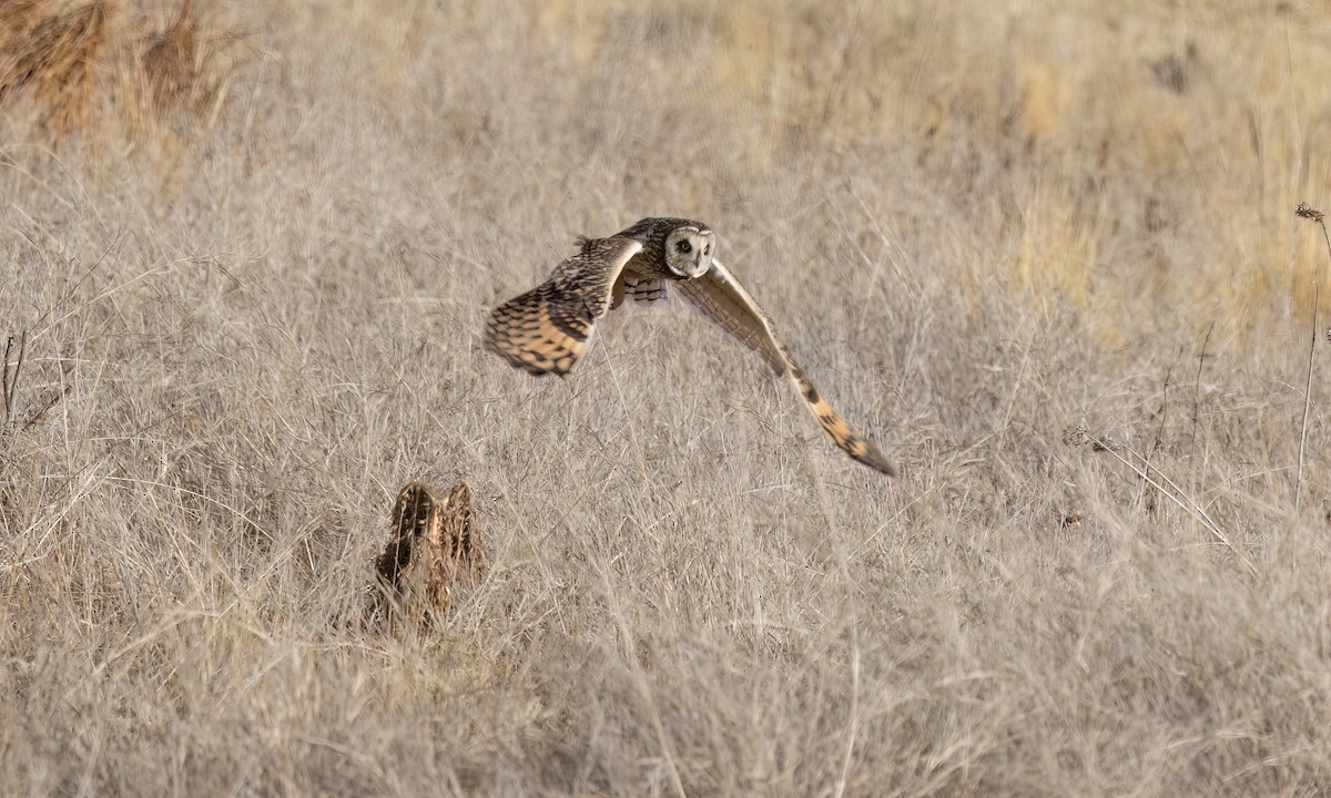 Short-eared Owl - ML642689440