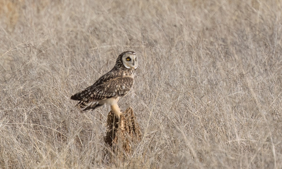 Short-eared Owl - ML642689441