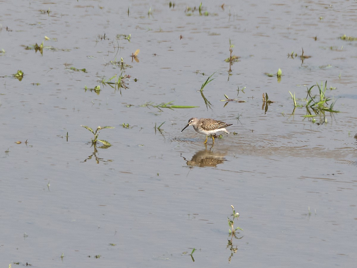 Stilt Sandpiper - ML642689445