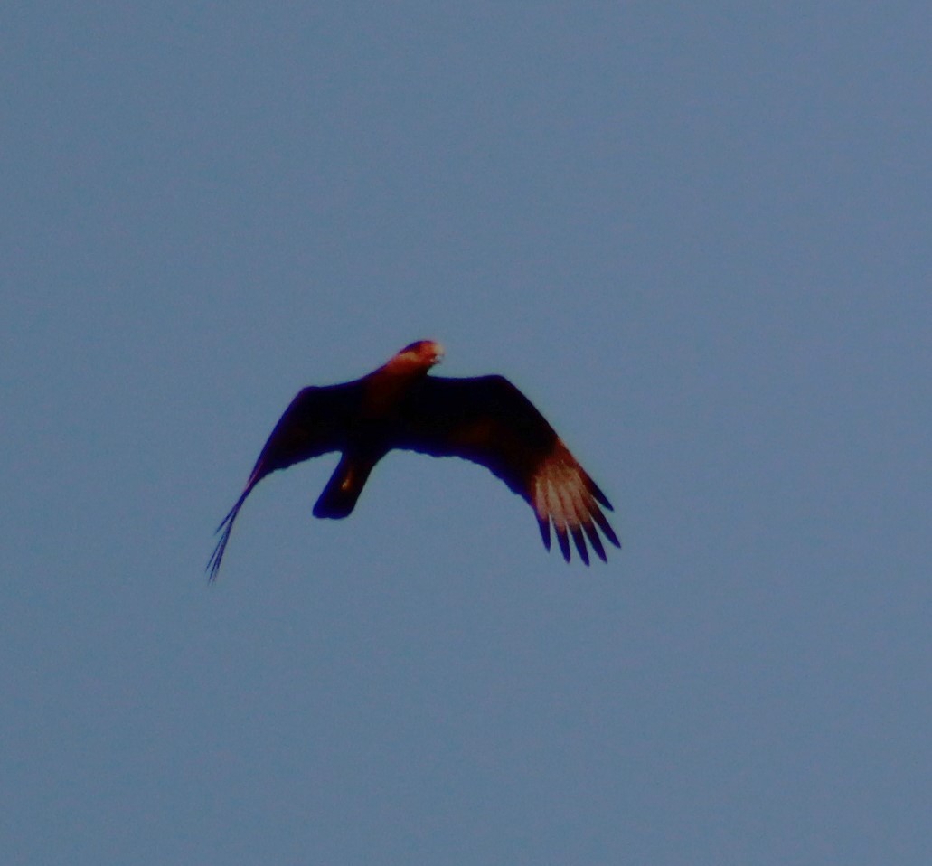 Crested Caracara - ML642689446
