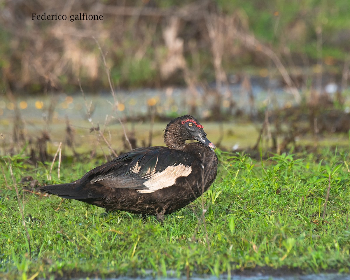 Muscovy Duck - ML642689453