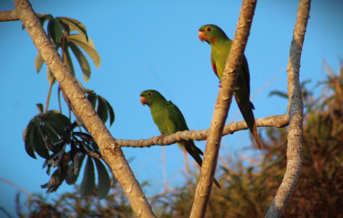 White-eyed Parakeet - ML642689454