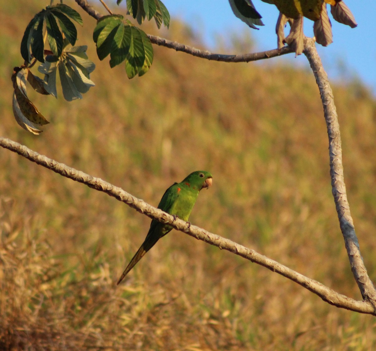 White-eyed Parakeet - ML642689455