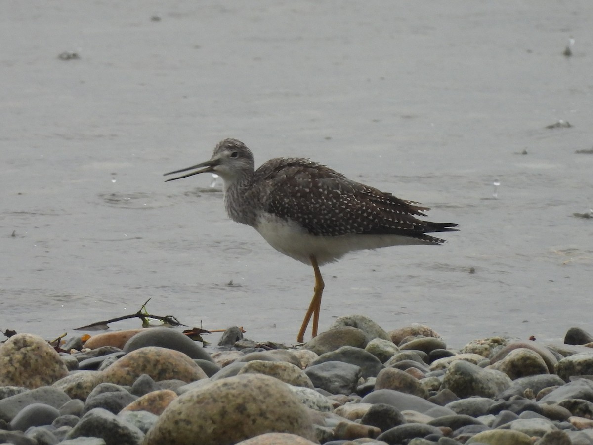 Greater Yellowlegs - ML642689456