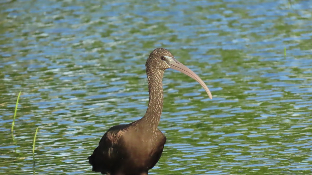 Glossy Ibis - ML642689457
