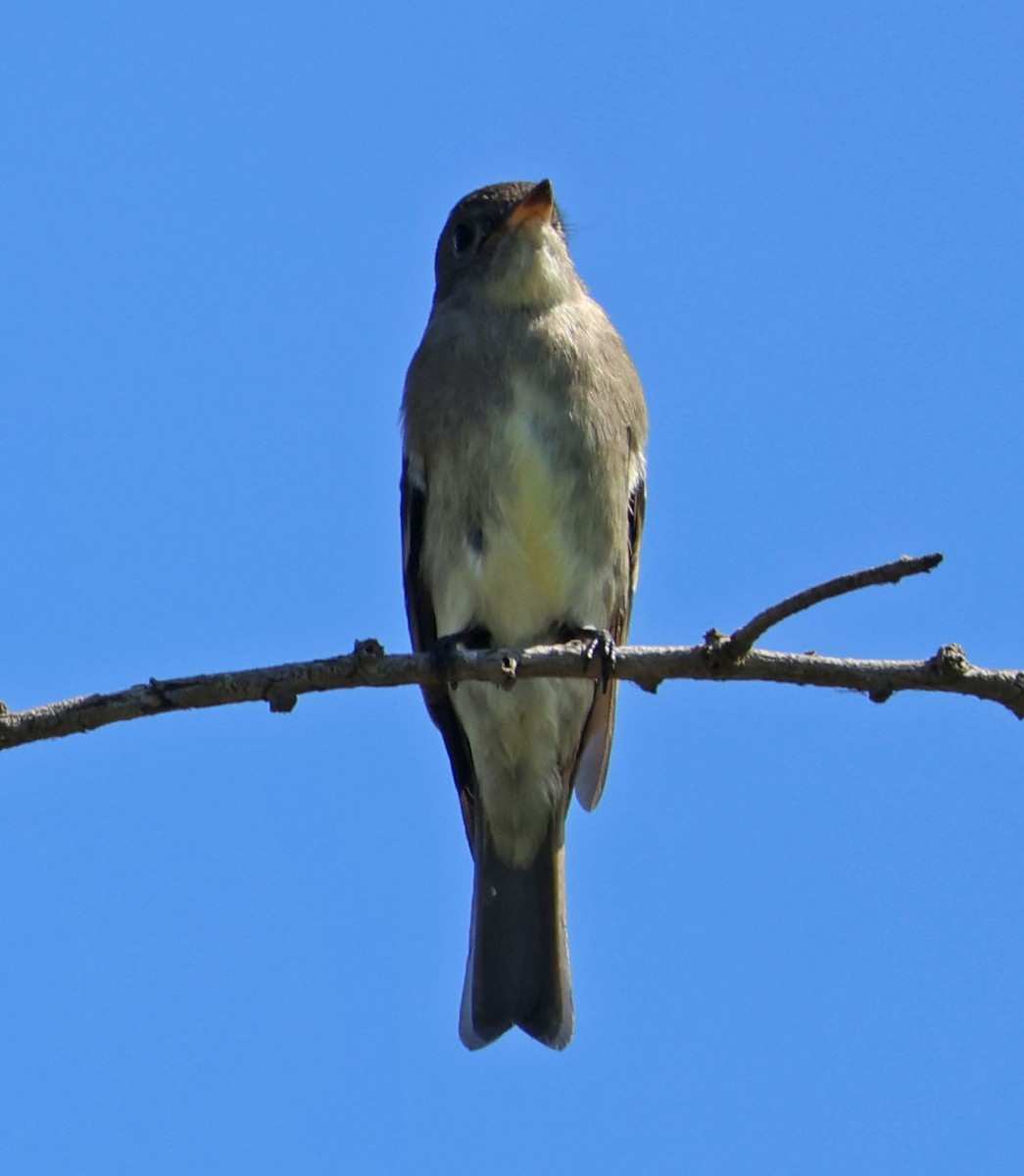 Western Wood-Pewee - ML642689458