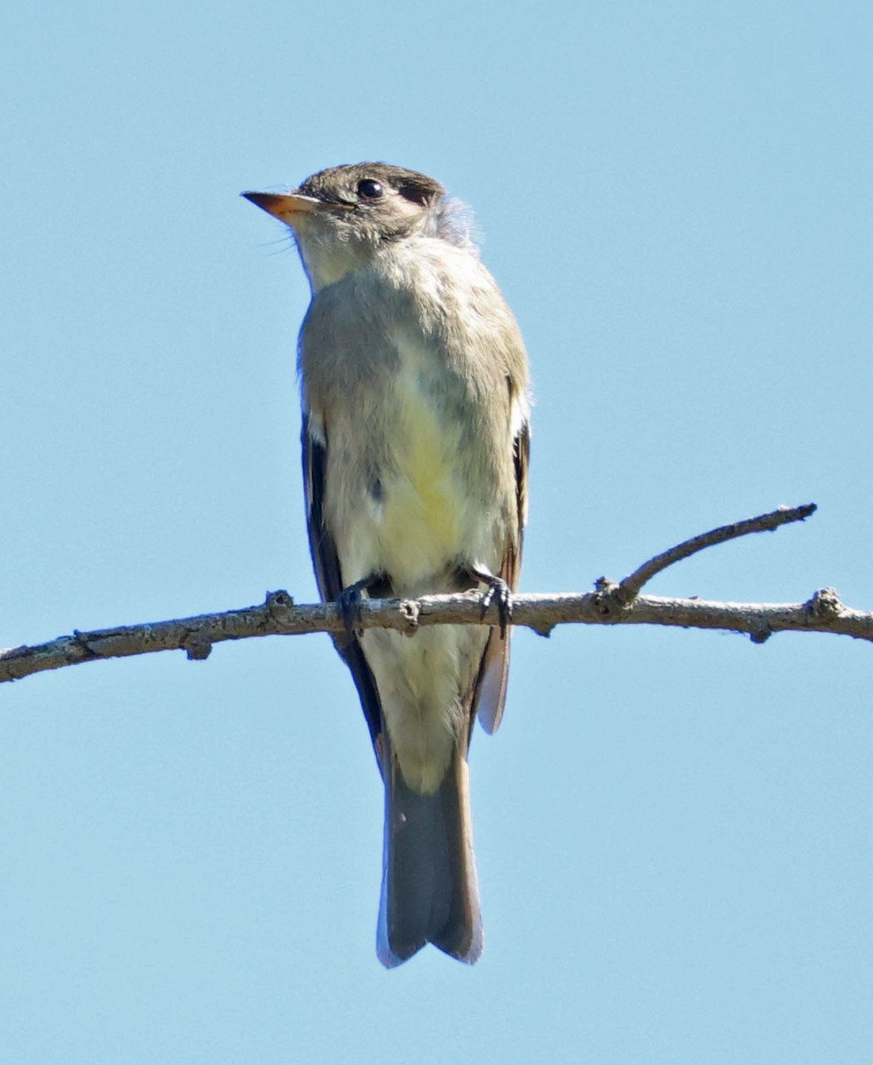 Western Wood-Pewee - ML642689459