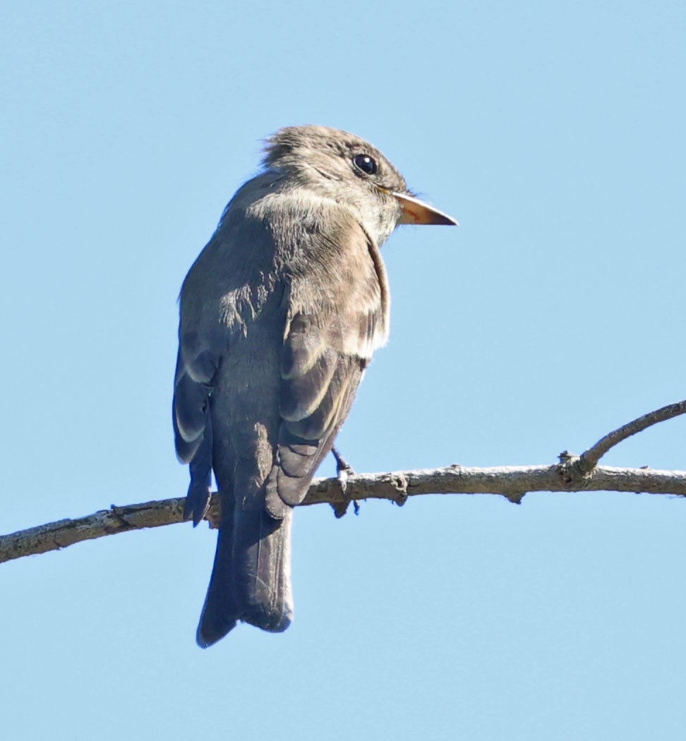 Western Wood-Pewee - ML642689460