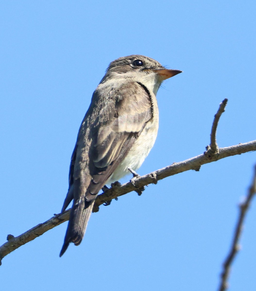 Western Wood-Pewee - ML642689461