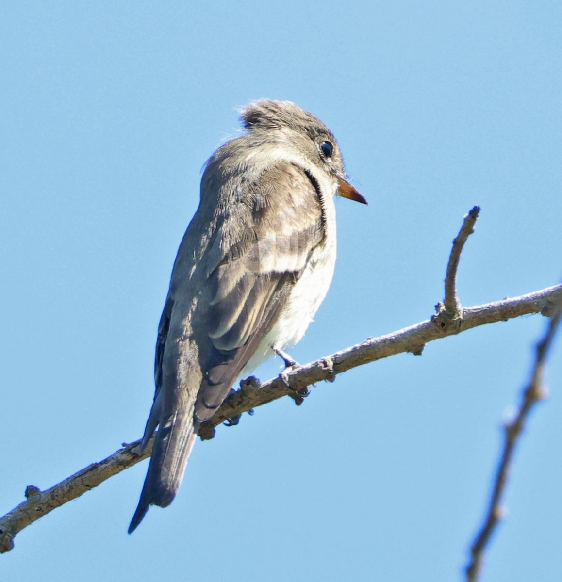 Western Wood-Pewee - ML642689462