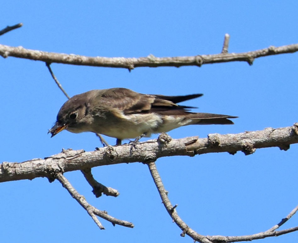 Western Wood-Pewee - ML642689463