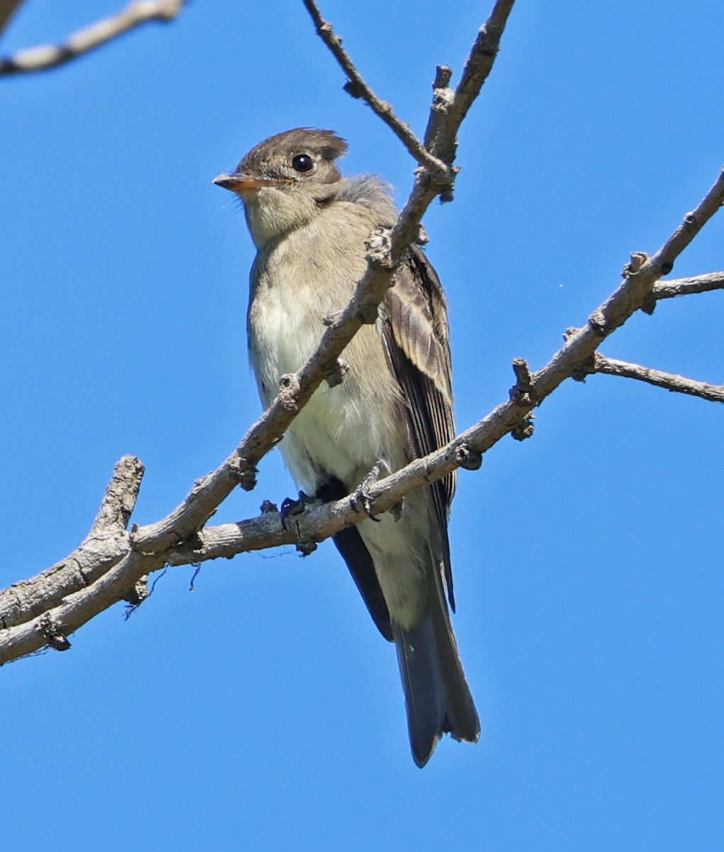 Western Wood-Pewee - ML642689464