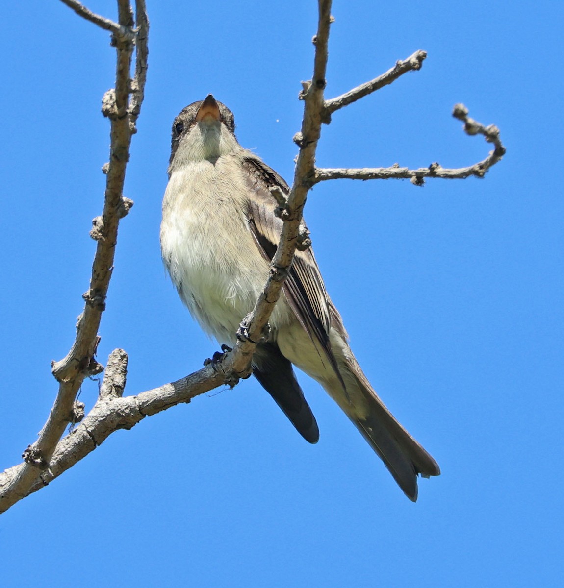 Western Wood-Pewee - ML642689466