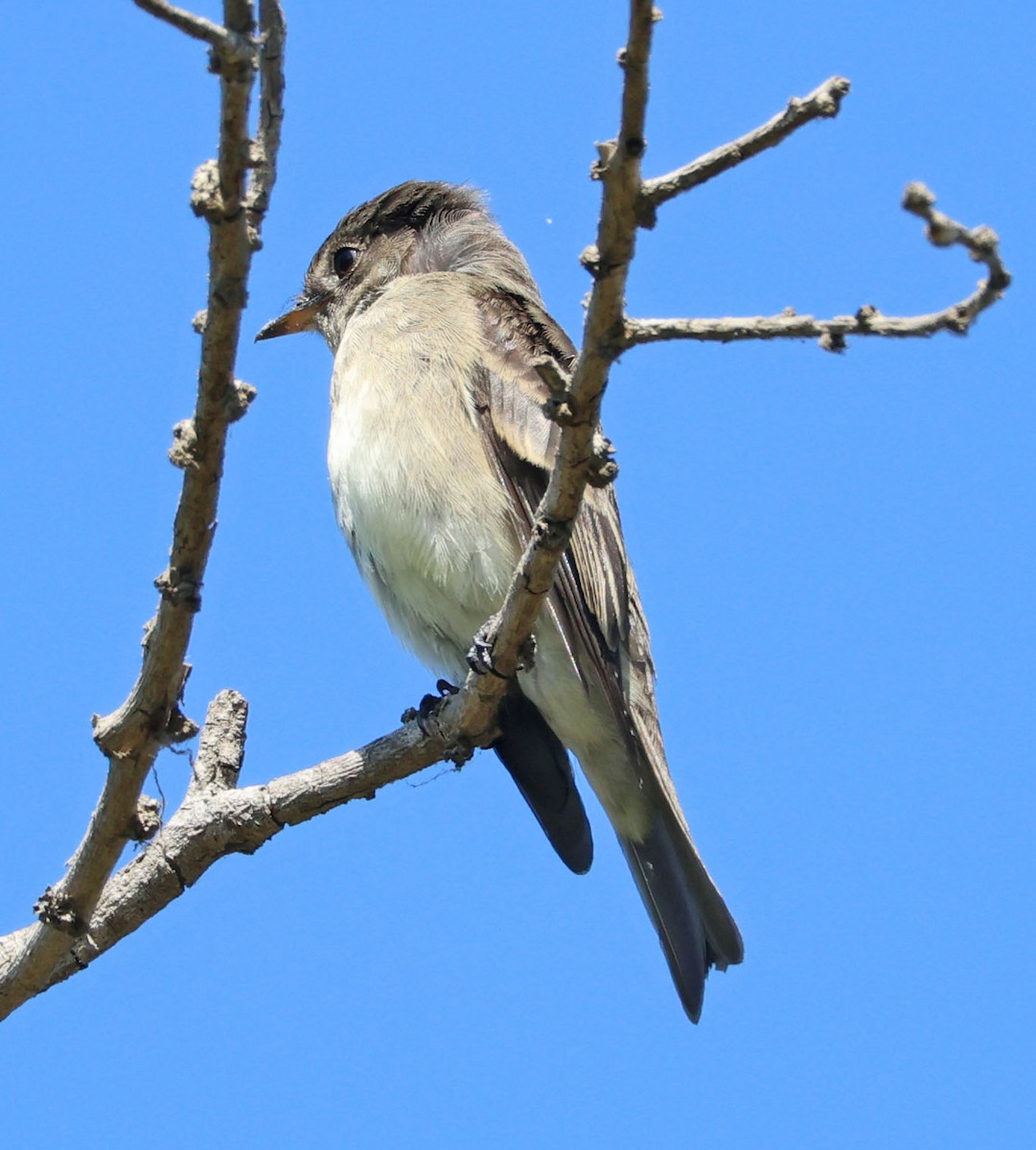 Western Wood-Pewee - ML642689467