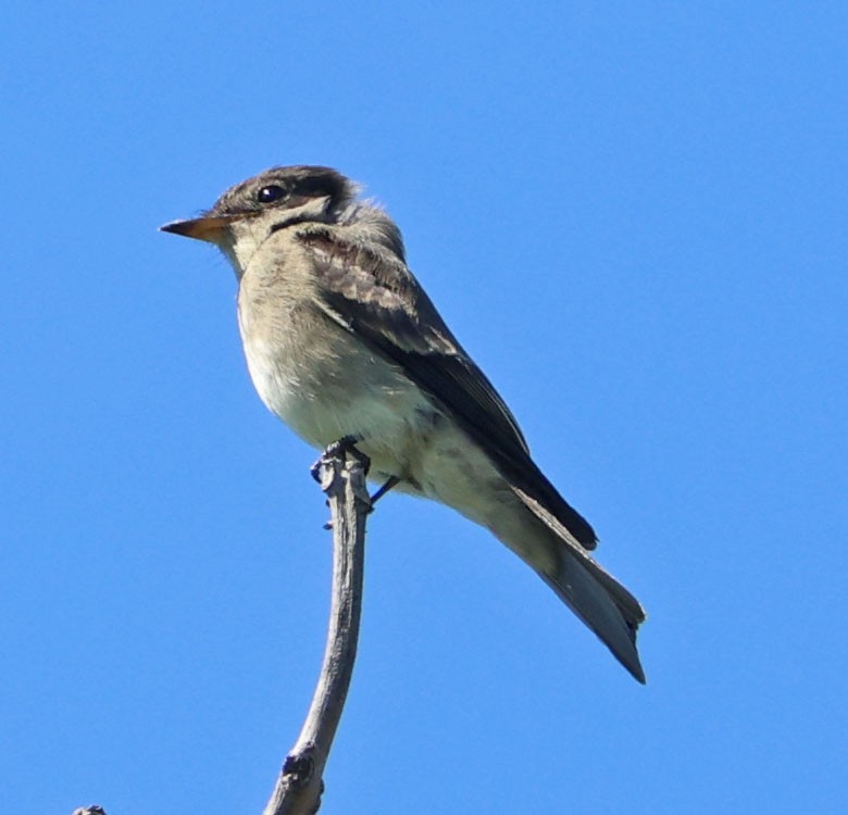 Western Wood-Pewee - ML642689468