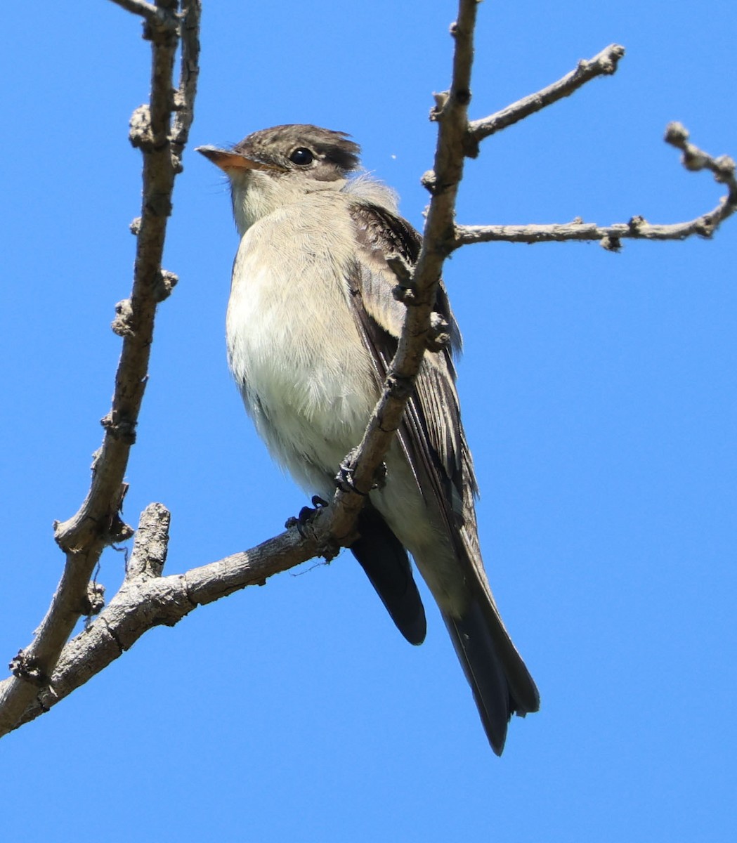Western Wood-Pewee - ML642689469